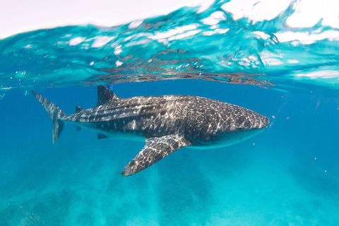 VIP Luxury Chartered Escapes, Exploring The Reef At Your Own Pace - Accommodation Fremantle 15