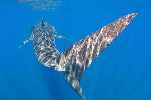 VIP Luxury Chartered Escapes, Exploring The Reef At Your Own Pace - Accommodation Fremantle 37