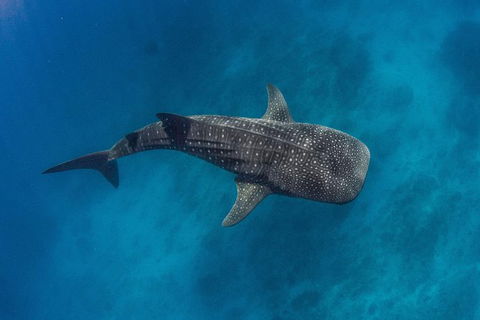 VIP Luxury Chartered Escapes, Exploring The Reef At Your Own Pace - Accommodation Fremantle 34