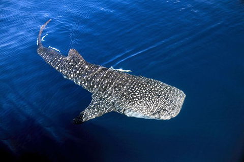 VIP Luxury Chartered Escapes, Exploring The Reef At Your Own Pace - Accommodation Fremantle 30