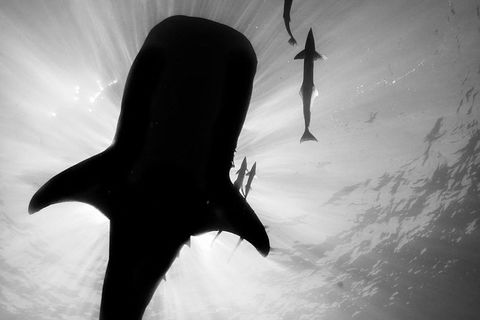 VIP Luxury Chartered Escapes, Exploring The Reef At Your Own Pace - Accommodation Fremantle 16