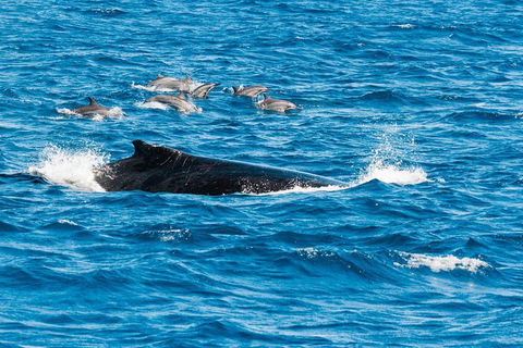 VIP Luxury Chartered Escapes, Exploring The Reef At Your Own Pace - Accommodation Fremantle 19