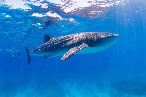 VIP Luxury Chartered Escapes, Exploring The Reef At Your Own Pace - Accommodation Fremantle 9