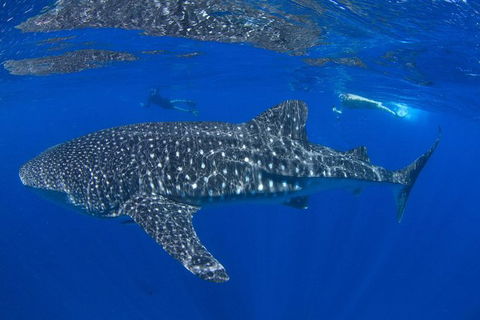 VIP Luxury Chartered Escapes, Exploring The Reef At Your Own Pace - Accommodation Fremantle 31