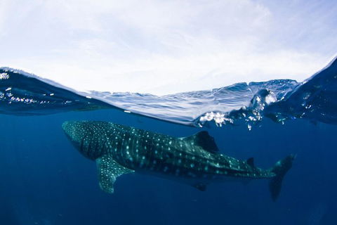 VIP Luxury Chartered Escapes, Exploring The Reef At Your Own Pace - Accommodation Fremantle 51