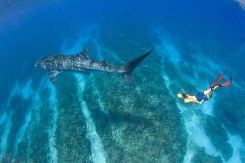 VIP Luxury Chartered Escapes, Exploring The Reef At Your Own Pace - Accommodation Fremantle 47