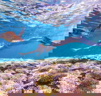 7-Day Exmouth Explorer via Pinnacles Monkey Mia Ningaloo Reef returning to Perth - Accommodation Fremantle