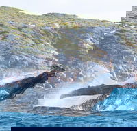 Jet Boat Whale Watching Safari from Dunsborough - Accommodation Fremantle