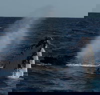 Perth Whale-Watching Cruise from Hillarys Boat Harbour - Accommodation Fremantle