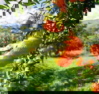 Full-Day Swan Valley Wildlife Park Winery  Fruit Orchard - Accommodation Fremantle