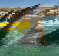 Penguin and Seal Island Kayak Tour - Accommodation Fremantle