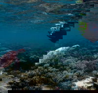 3 Night Ningaloo Reef Snorkel and Dive Getaway from Coral Bay - Accommodation Fremantle