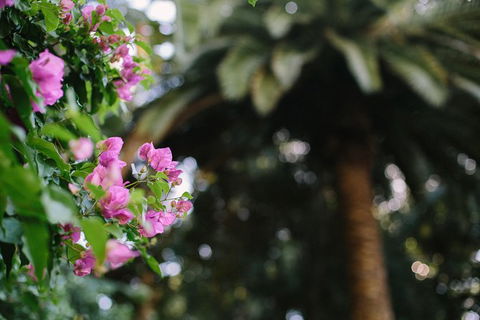 Wanneroo Botanic Gardens: Devonshire Tea And Garden Self Guided Tour - Accommodation Fremantle 1