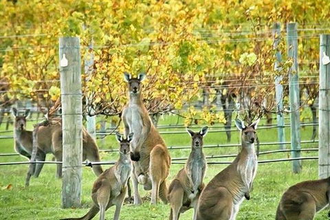 Margaret River Indulge And Discover Day Tour - Accommodation Fremantle 11