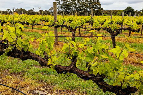 Margaret River Indulge And Discover Day Tour - Accommodation Fremantle 20