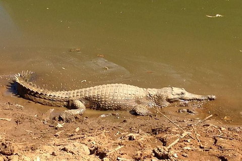 Amazing Windjana Gorge And Tunnel Creek Adventure From Broome - Accommodation Fremantle 7