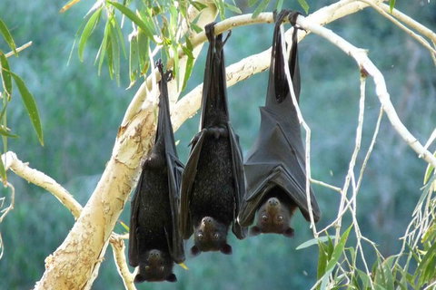 Amazing Windjana Gorge And Tunnel Creek Adventure From Broome - Accommodation Fremantle 3