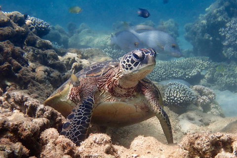 Turtle Tour - Ningaloo Reef Half Day Sea Kayak And Snorkel Tour - Accommodation Fremantle 4