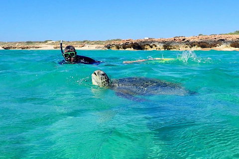 Turtle Tour - Ningaloo Reef Half Day Sea Kayak And Snorkel Tour - Accommodation Fremantle 2