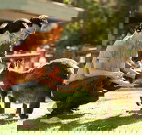 Very Best of Perth Tour - Wildlife Park  City Highlights Tour - Accommodation Fremantle