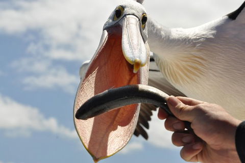 Albany Wildlife And Scenic Cruise - Accommodation Fremantle 1