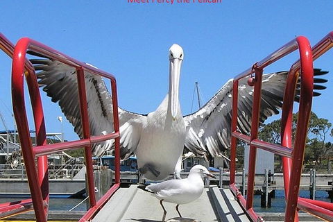 Albany Wildlife And Scenic Cruise - Accommodation Fremantle 2