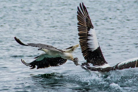 Albany Wildlife And Scenic Cruise - Accommodation Fremantle 4