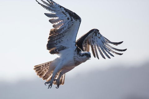Albany Wildlife And Scenic Cruise - Accommodation Fremantle 6