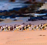 Phillip Island Penguin Parade Entry and Express Shuttle from Melbourne - Accommodation Fremantle