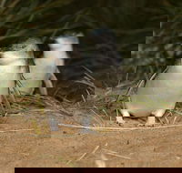 Express Expedition to Phillip Island Penguin Wildlife Encounter Evening Tour - Accommodation Fremantle