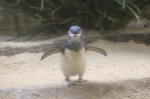 Phillip Island Ultimate Penguin Eco Tour Or Skybox Experience - Accommodation Fremantle 3