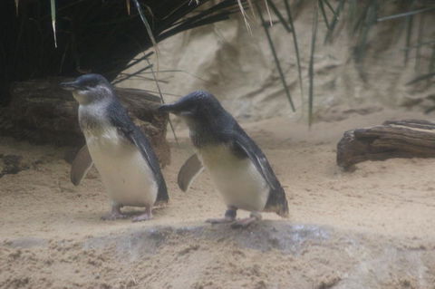 Phillip Island Ultimate Penguin Eco Tour Or Skybox Experience - Accommodation Fremantle 2