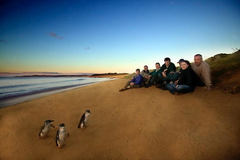 Phillip Island Ultimate Penguin Eco Tour Or Skybox Experience - Accommodation Fremantle 0
