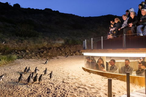 Phillip Island Ultimate Penguin Eco Tour Or Skybox Experience - Accommodation Fremantle 1