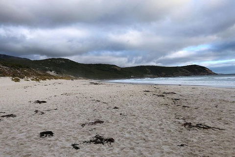 Wilsons Promontory Walking And Sightseeing Tour From Phillip Island - Accommodation Fremantle 11