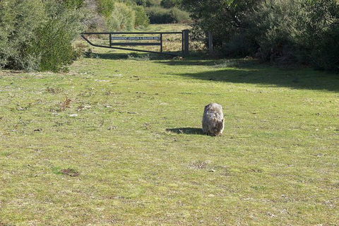 Wilsons Promontory Walking And Sightseeing Tour From Phillip Island - Accommodation Fremantle 9