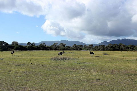 Wilsons Promontory Walking And Sightseeing Tour From Phillip Island - Accommodation Fremantle 8