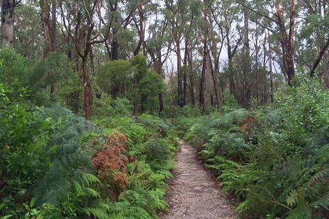 Wilsons Promontory Walking And Sightseeing Tour From Phillip Island - Accommodation Fremantle 6