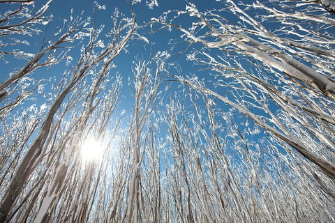 Melbourne Snow Trip To Lake Mountain Resort With Chocolates And Waterfalls - Accommodation Fremantle 28