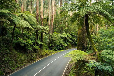 Melbourne Snow Trip To Lake Mountain Resort With Chocolates And Waterfalls - Accommodation Fremantle 17
