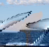Phillip Island Whale Watching Tour - Accommodation Fremantle