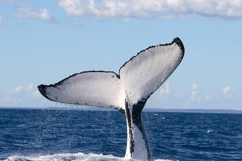 Phillip Island Whale Watching Tour - Accommodation Fremantle 0