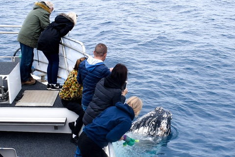 Phillip Island Whale Watching Tour - Accommodation Fremantle 7