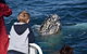 Phillip Island Whale Watching Tour - thumb 8