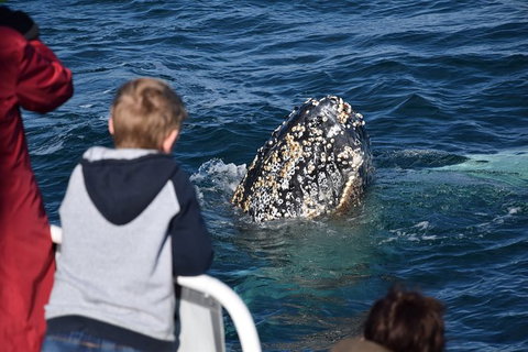 Phillip Island Whale Watching Tour - Accommodation Fremantle 8