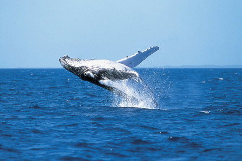 Phillip Island Whale Watching Tour - Accommodation Fremantle 3