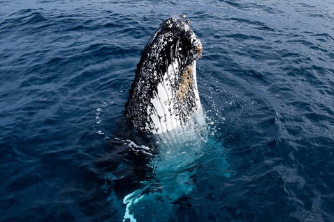 Phillip Island Whale Watching Tour - Accommodation Fremantle 6