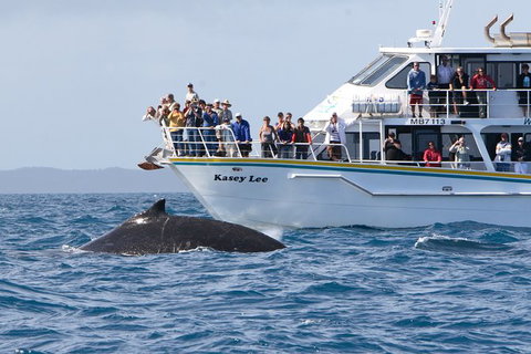 Phillip Island Whale Watching Tour - Accommodation Fremantle 2