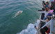 Phillip Island Whale Watching Tour - thumb 4