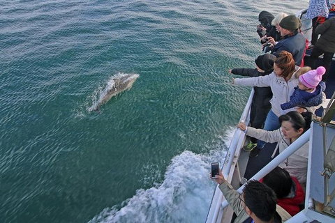 Phillip Island Whale Watching Tour - Accommodation Fremantle 4